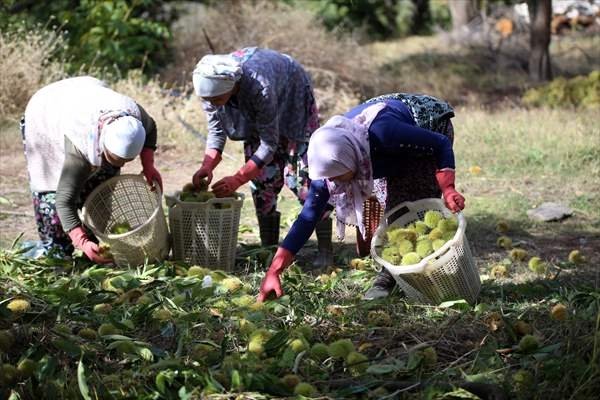 Aydın kestanesinde tehlikeli hasat dönemi başladı