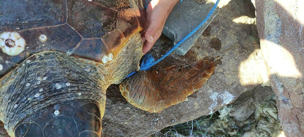 Çanakkale’de koluna parke taşı bağlamış kaplumbağa bulundu