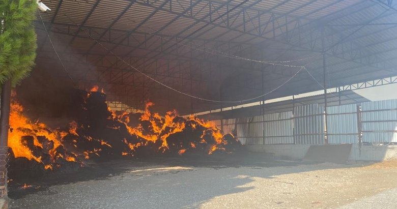 Yangın çıkan çiftlikte binlercesi küle döndü