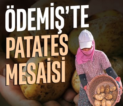 Ödemiş’te patates mesaisi