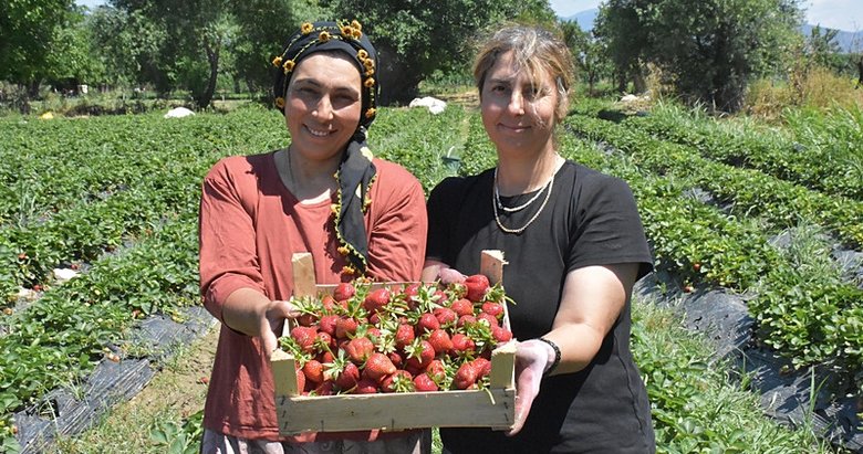 Kardeşlerin çilek tarlası kadınlara ilham veriyor