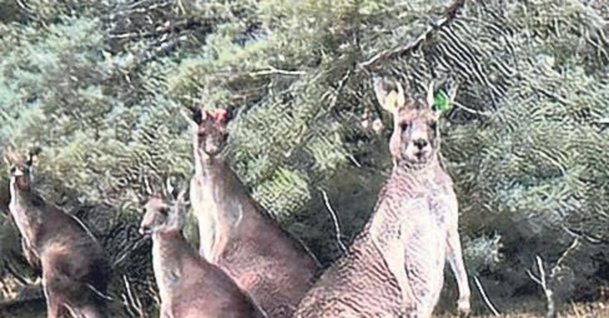 Gelibolu’nun adı Avustralya’da yaşayacak