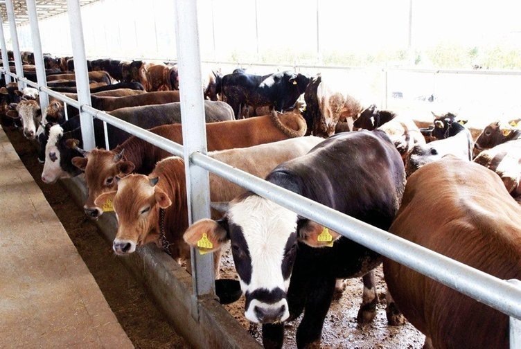 2024 KURBANLIK FİYATLARI | Diyanet yurt içi ve yurt dışı vekaletle kurban bedeli