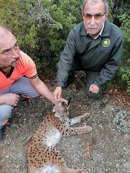 Denizli’de yaralı bulunan vaşak tedaviye alındı