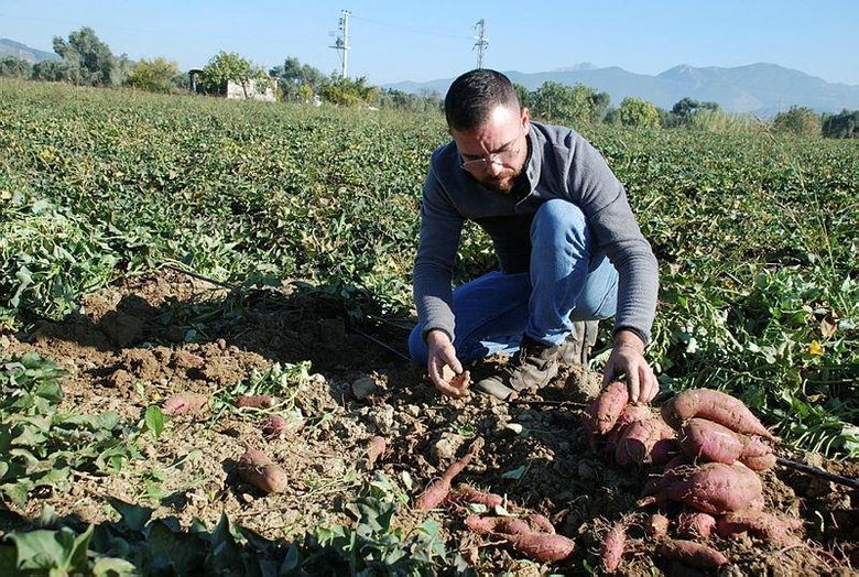İzmir’de üretiyor; gören turp sanıyor ama... Renk renk tatlı patateste hasat zamanı