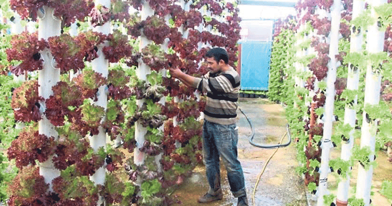 Artan nüfus ‘dikey sera’ ile doyacak