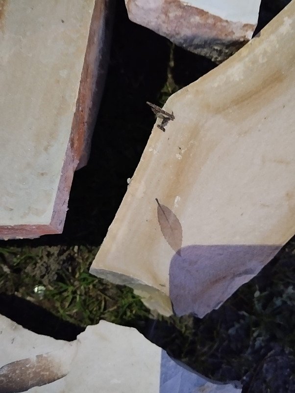 Kuşadası’nda 15 milyon yıllık yaprak fosili keşfi