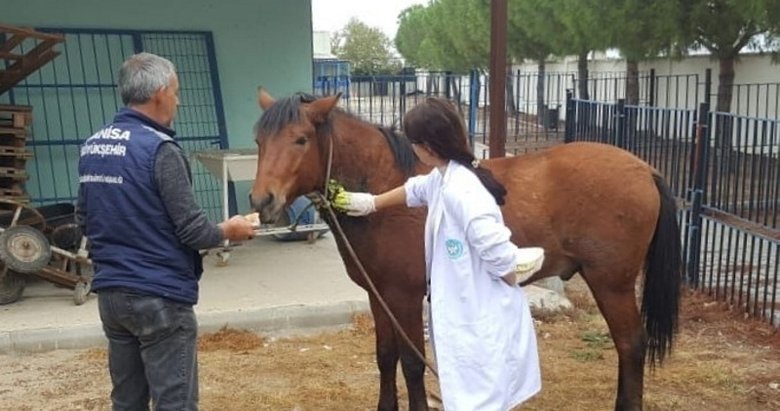 Manisa’da şehre inen yaralı yılkı atları tedavi altına alındı