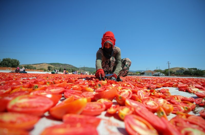 Ege Bölgesi kırmızıya büründü! İhracatlık domatesler güneşe serildi