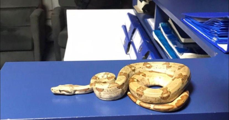 İzmir sokaklarında böyle gezdi! 12 bin lira ceza yedi