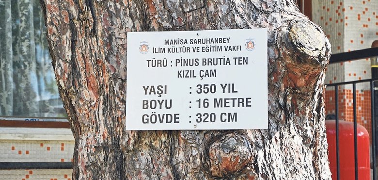 manisadaki-bu-evin-baska-ornegi-yok-bakan-donup-bir-kez-daha-bakiyor-1781299803483.jpeg