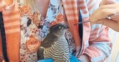 Balıkesir’de yavru atmaca yeniden doğada