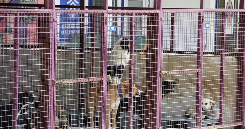 Muğla’da alkollü bir kadın barınağı basıp tüm köpekleri serbest bıraktı