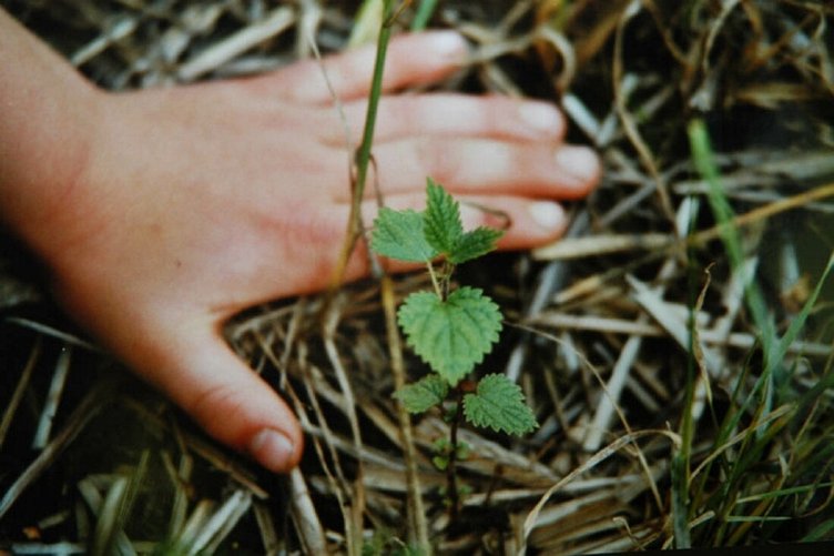Isırgan otu neye iyi gelir, faydaları neler?
