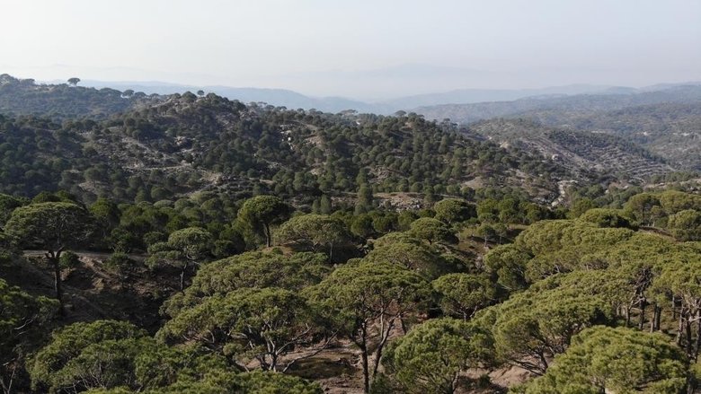 Kilosu altınla yarışan çam fıstığını izinsiz toplayan 3 kişi gözaltına alındı