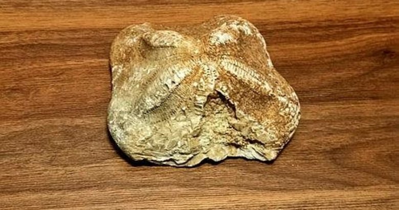 Çanakkale’de 2 milyon yaşında olduğu değerlendirilen deniz yıldızı fosili ele geçirildi