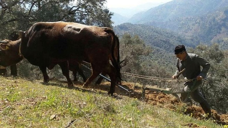 Aydın’da öküzler ve kara saban teknolojiye direniyor