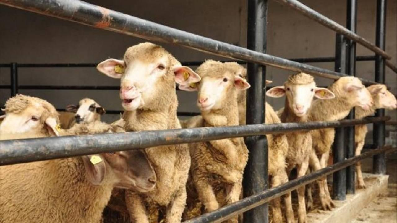 KURBANLIK FİYATLARI 2026 | Büyükbaş ve küçükbaş kurbanlık fiyatları ne kadar oldu? Koç, dana ve koyun hisse fiyatlarında son durum