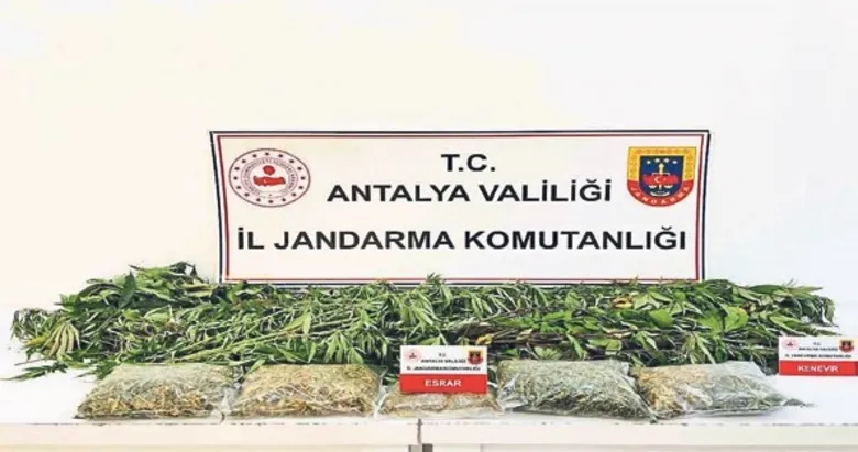 Alanya’da 24 kök kenevir ve 2 kilo esrar ele geçirildi