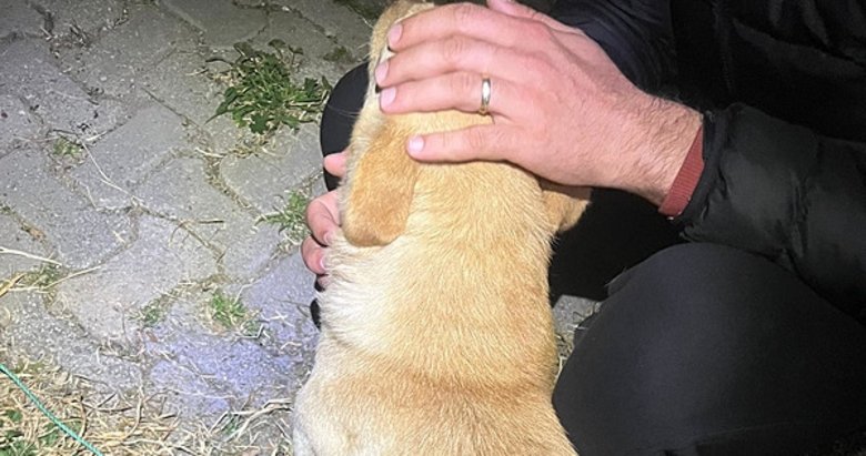 Bodrum’da vahşet! 4 köpek ve 3 kedi zehirlenerek öldürüldü