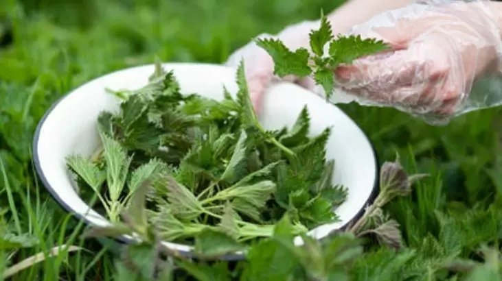 İbn-i Sina’nın tavsiye ettiği ısırgan otunun mucizevi faydaları! Her öğüne yakışan ısırgan otu tarifi