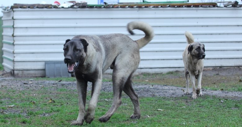 Bu Kangal 125 Bin Tl Yasam Haberleri