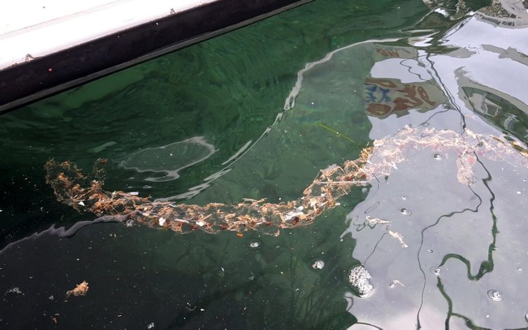 Datça’da şaşırtan şeffaf deniz canlısı