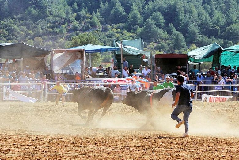 Osmanlı’dan gelen Yörük geleneği: Boğa güreşi!