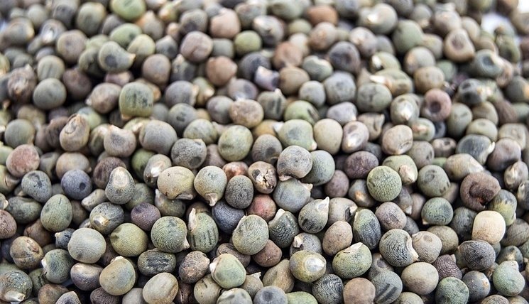 Bamya tohumunun faydaları nelerdir? İşte mucizevi besinin faydaları...