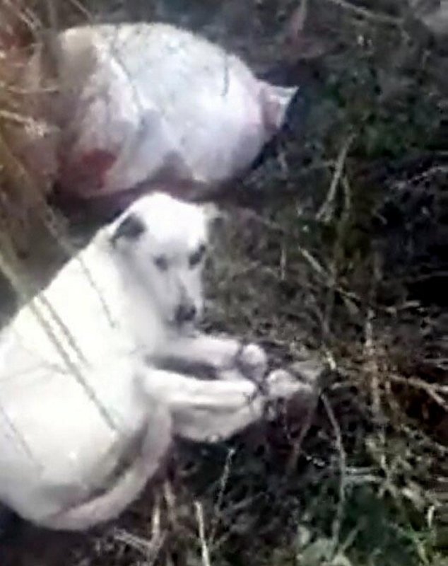 Manisa avcılar ölüme terk edilen 3 köpeği kurtardı ile ilgili görsel sonucu