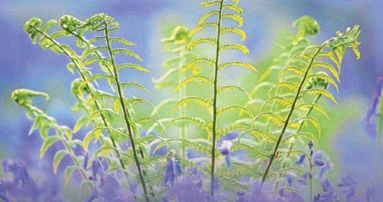 Bitkilerin de acıyı hissettiğini savunan Backster etkisi