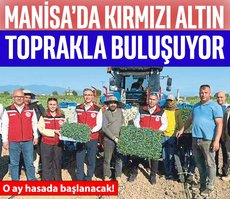 Manisa’da kırmızı altın toprakla buluşuyor
