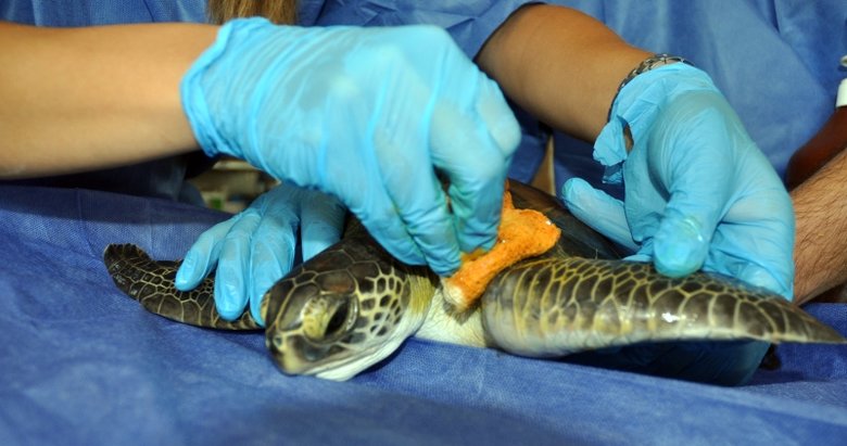 Yaralı deniz kaplumbağası tedaviye alındı