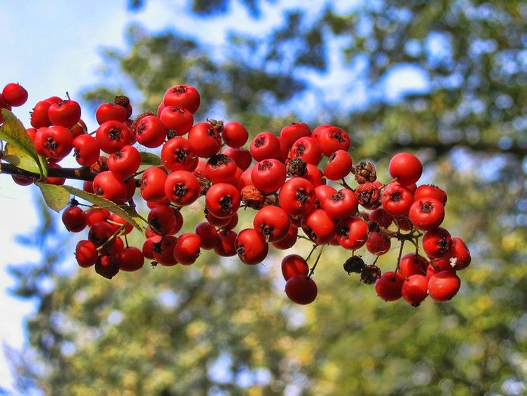 Alıç sirkesini aç karnına bir kaşık içerseniz...