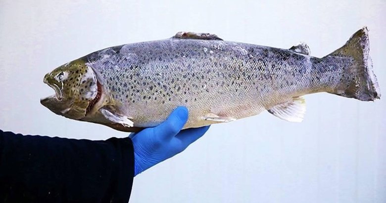 27 bin somon balığı kaçtı, bulanlara ödül verilecek