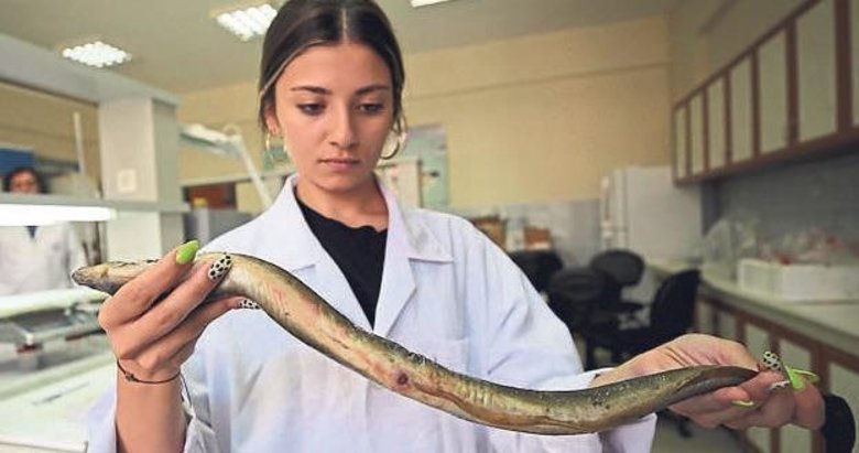 Türkiye’de yetişen yılan balığı Asya sofralarında