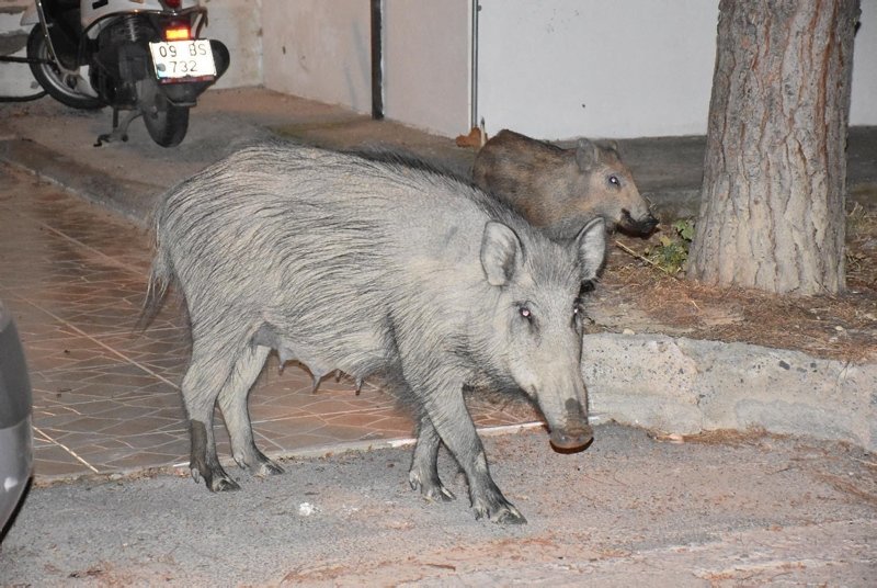 Aydın Kuşadası’nda domuzlar şehir merkezine indi