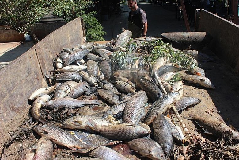 İzmir’deki gölde toplu balık ölümleri! İnceleme başlatıldı: Sebebi nedir?