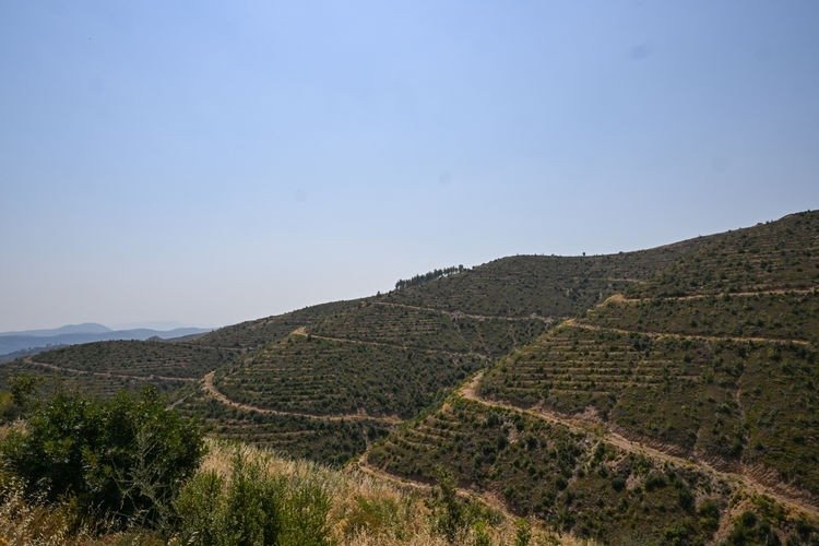 valilik-duyurdu-izmirde-ormanlik-alanlara-giris-yasaklandi-1780302435591.jpeg