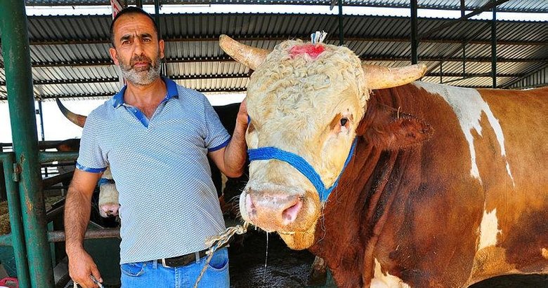 Kurbanlık tosun otomobil fiyatına satışa sunuldu