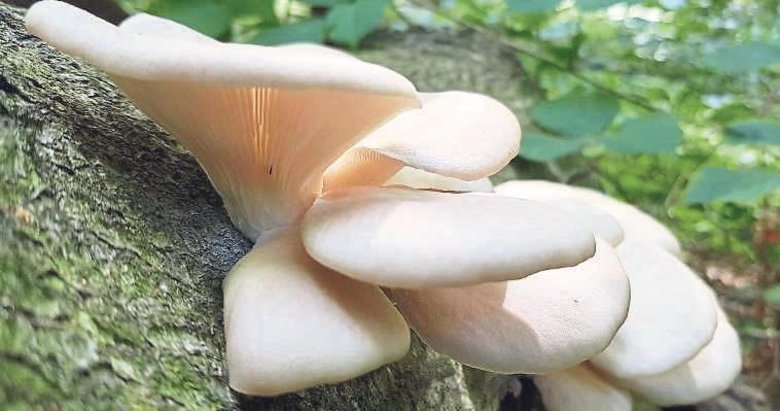 Beyninizin dostu istiridye mantarı