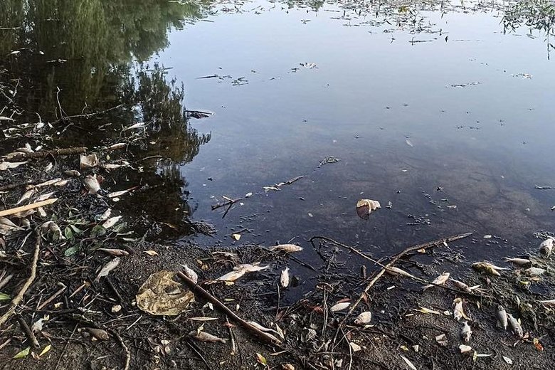 İzmir’de tedirgin eden görüntü! Yüzlercesinin ölüsü kıyıya vurdu