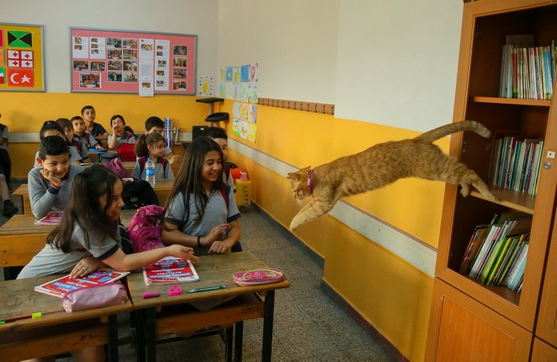 İzmir’de Kedi Tombi’ye hüzünlü veda