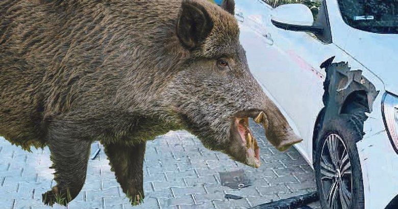 Şehre inen domuzlar otomobili parçaladı