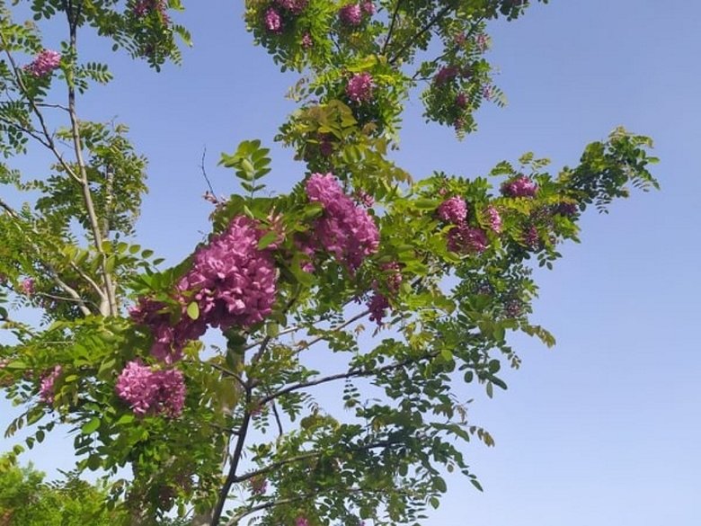 10 yıldır akasya ağaçlarını aşılıyor!