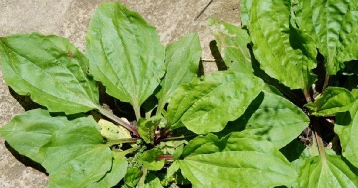 Sinir otu nedir, ne işe yarar? Sinir otunun faydaları nelerdir?