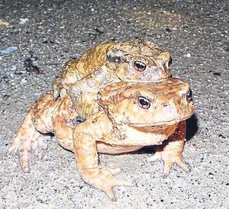 Tarihi göçün kanıtı kazıdan çıktı