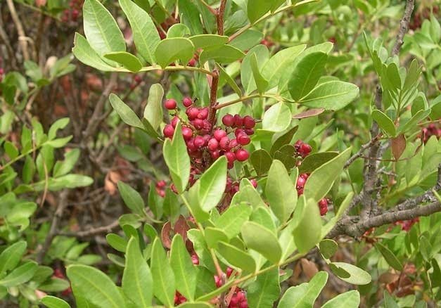 Çitlembik nedir? Çitlembiğin faydaları nelerdir?