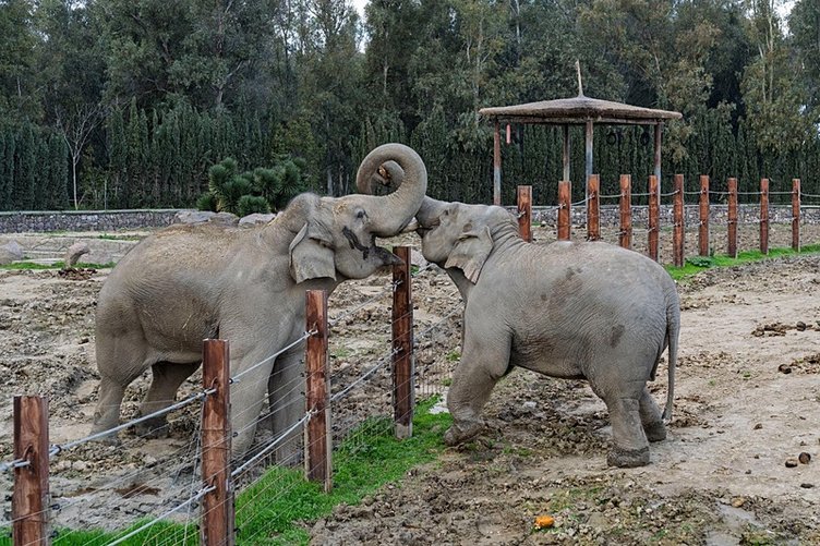 Türkiye’de doğan ilk Asya fili! İzmir 14 yaşında