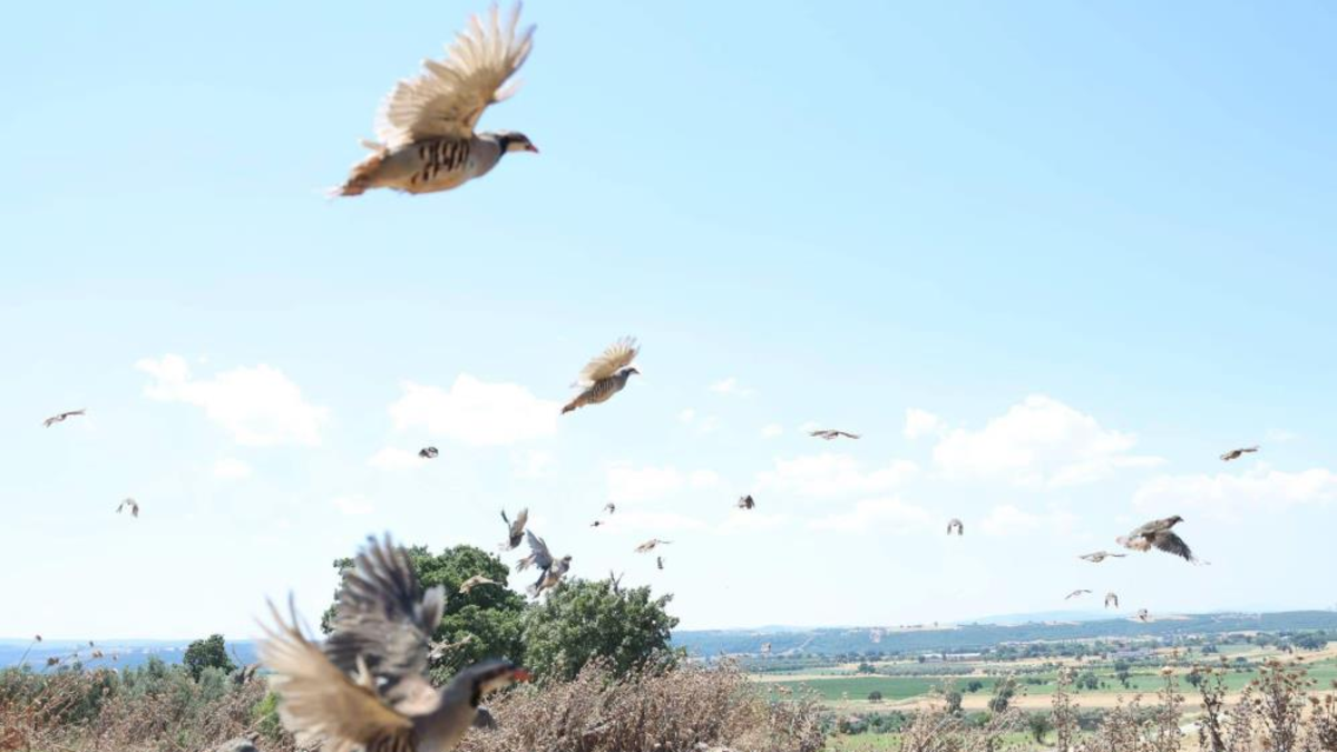 Çanakkale'de doğaya 1000 kınalı keklik salındı